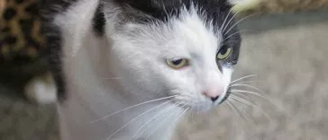 Phoebe Tidy Cats Direct