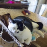 Luxury Cat Hammock