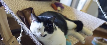 Luxury Cat Hammock