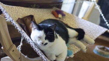 Luxury Cat Hammock