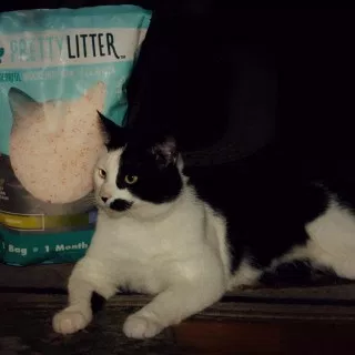 PrettyLitter Phoebe