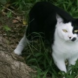 Phoebe outside