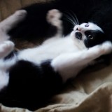 Phoebe