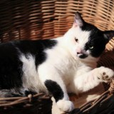 phoebe
