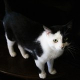 Phoebe loves AvoDerm cat food