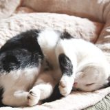 Cat Toys