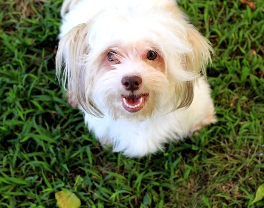 What the Frap? 10 Things Your Dog Does that Make You Say "Huh?"