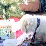 i and love and you pawliday gift box feliz naughty dog